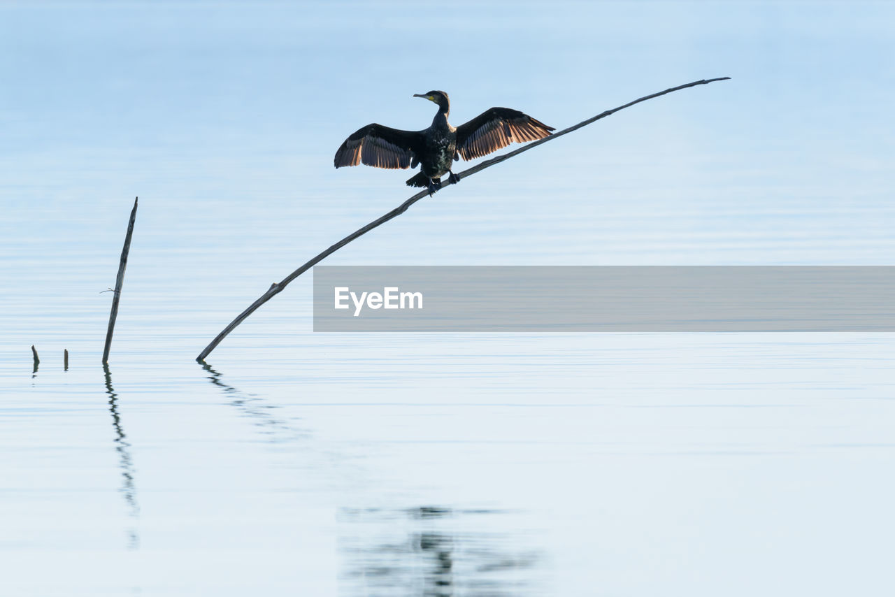 Bird perching on plant over sea