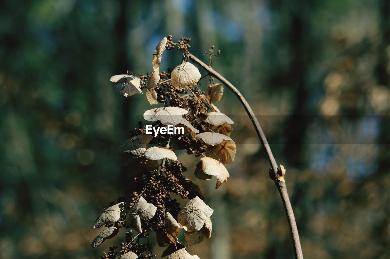 CLOSE-UP OF WILTED FLOWER