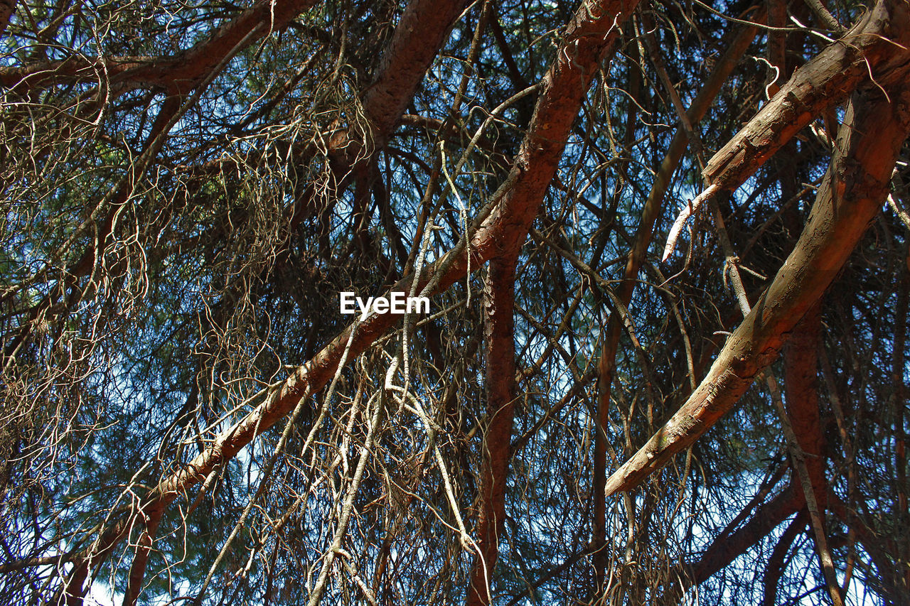 LOW ANGLE VIEW OF TREES