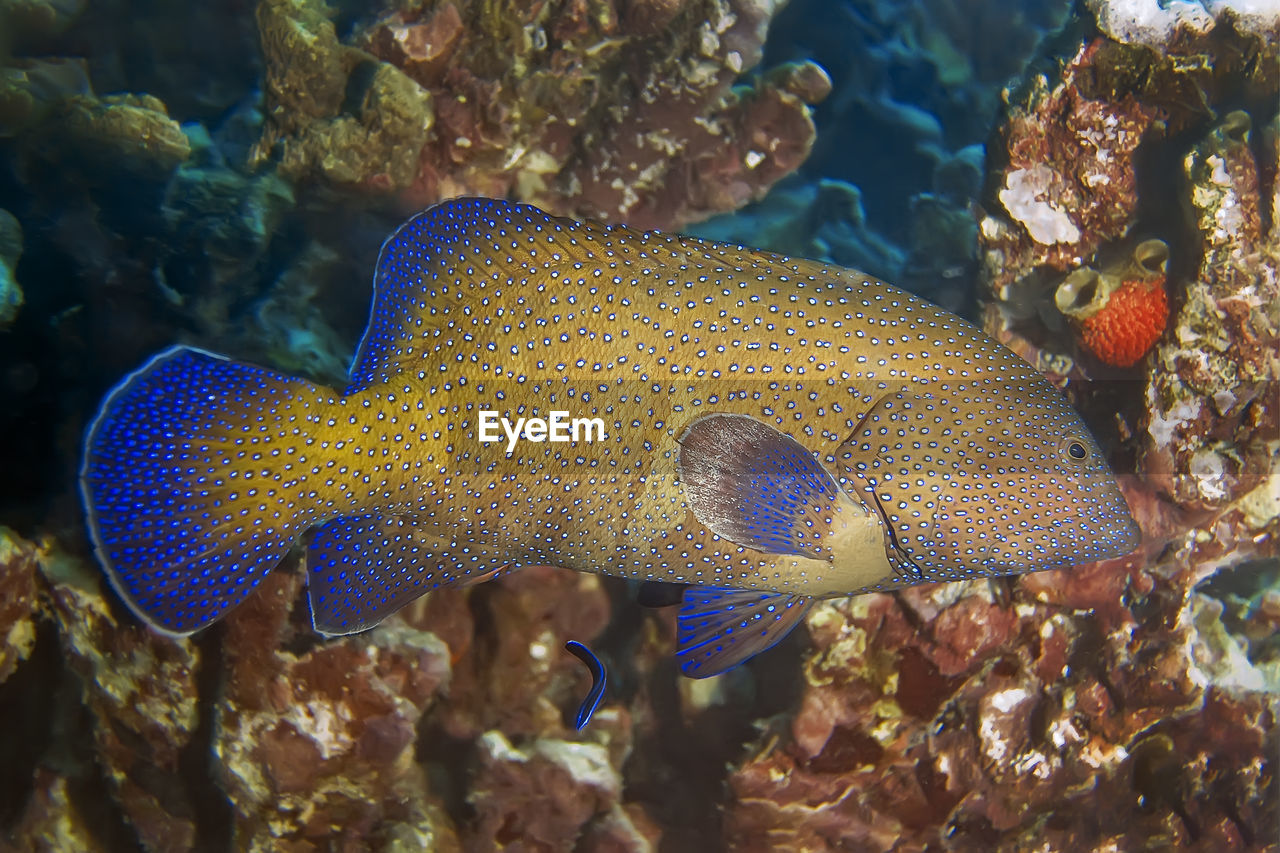 Grouper - a dangerous predator. the body color of the fish is yellow, covered with light dots. 