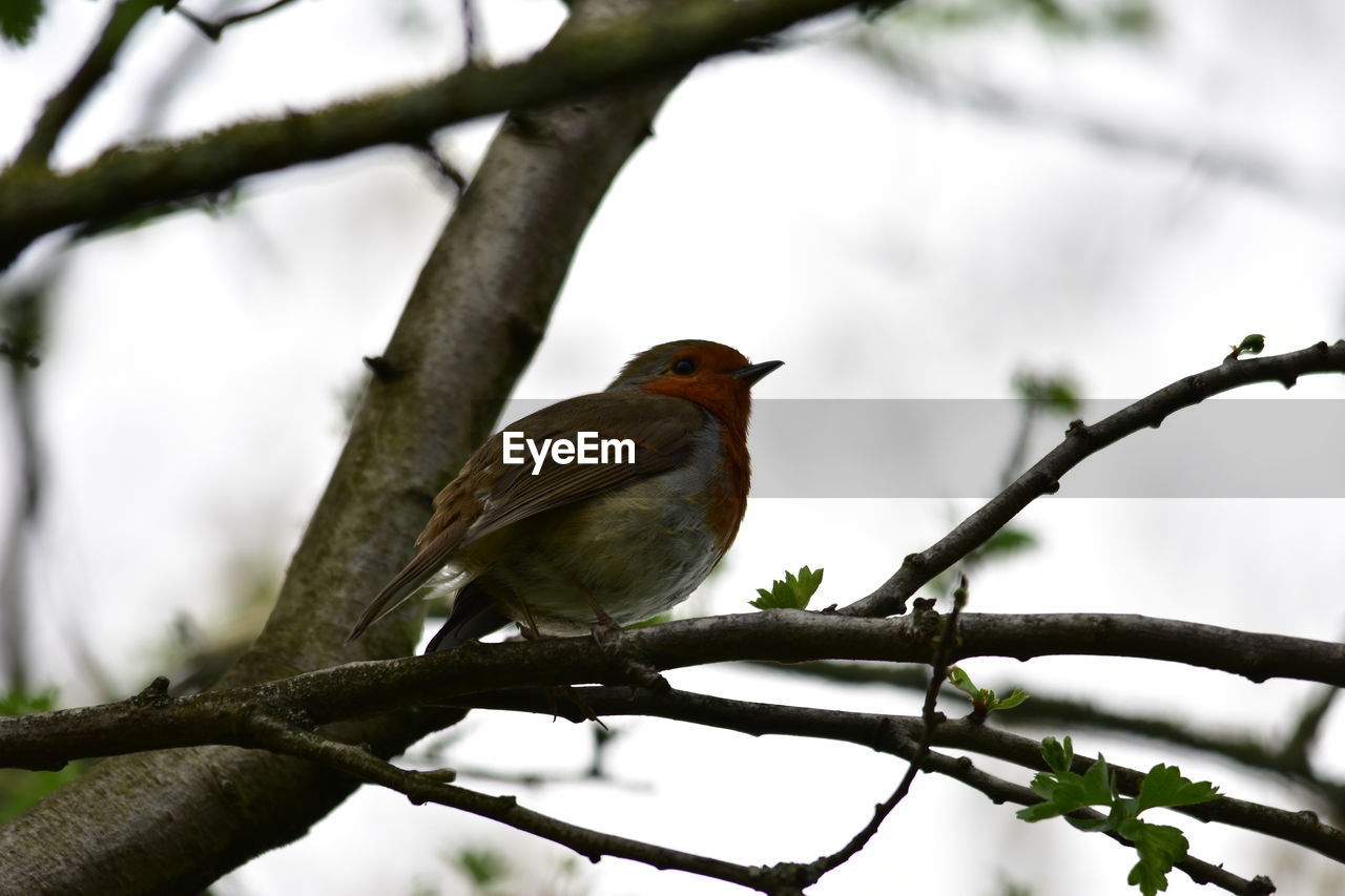 LOW ANGLE VIEW OF BIRD PERCHING ON BRANCH AGAINST SKY