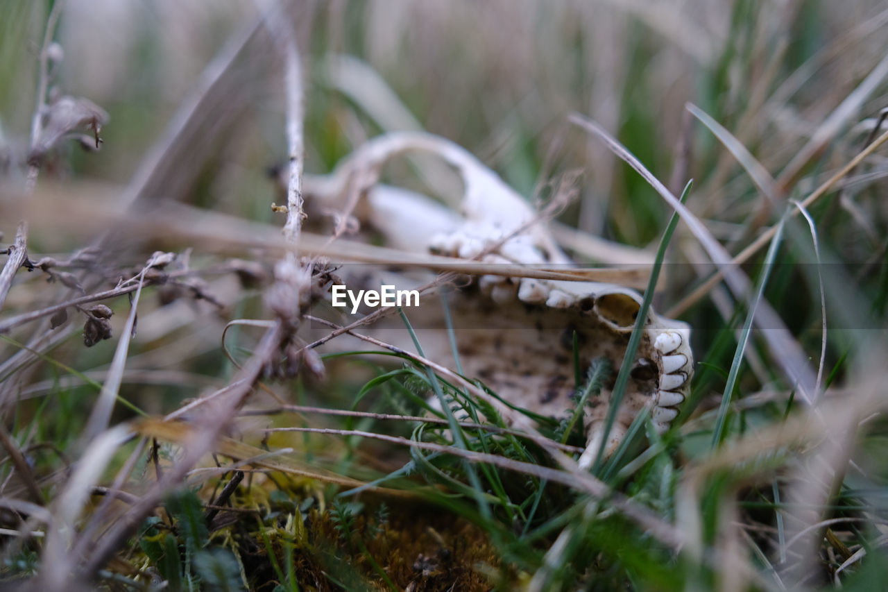 CLOSE-UP OF DRY PLANTS ON FIELD