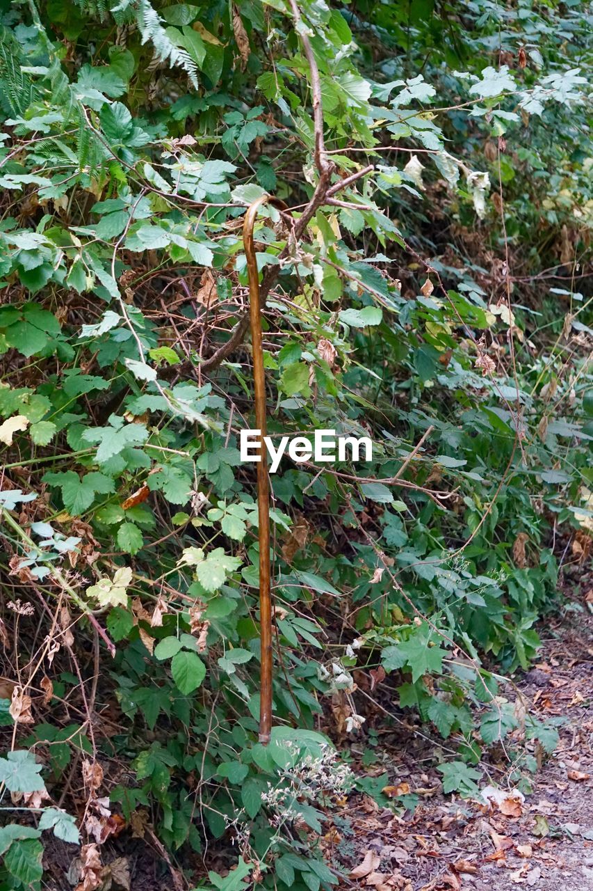 CLOSE-UP OF PLANT GROWING ON FIELD