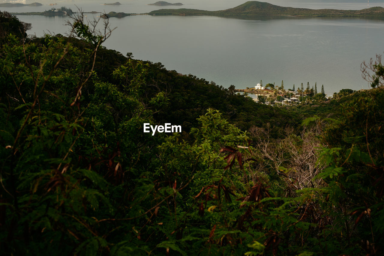 HIGH ANGLE VIEW OF PLANTS AND TREES BY LAND