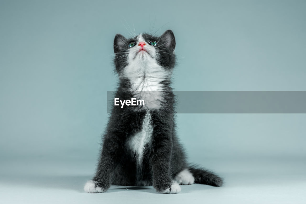 Cat sitting against gray background