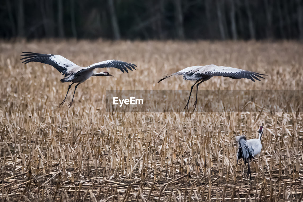  common crane birds on field. grus grus.