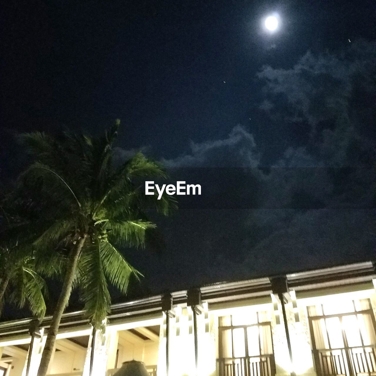 LOW ANGLE VIEW OF PALM TREES AGAINST SKY