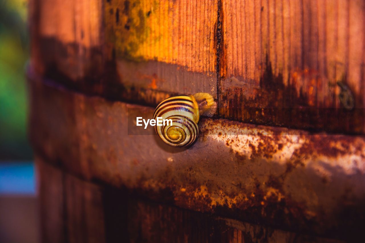 High angle view of snail on wooden structure