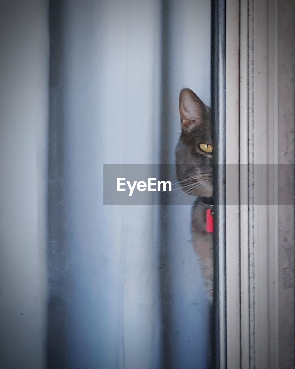 Close-up of cat looking through window