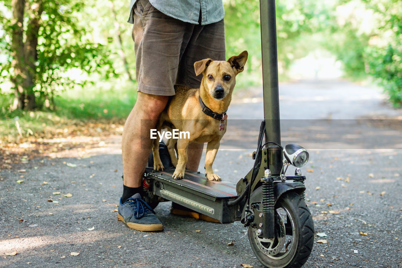 Close up feet of a man in sneakers made stop stand with his small dog on electric scooter in a park.