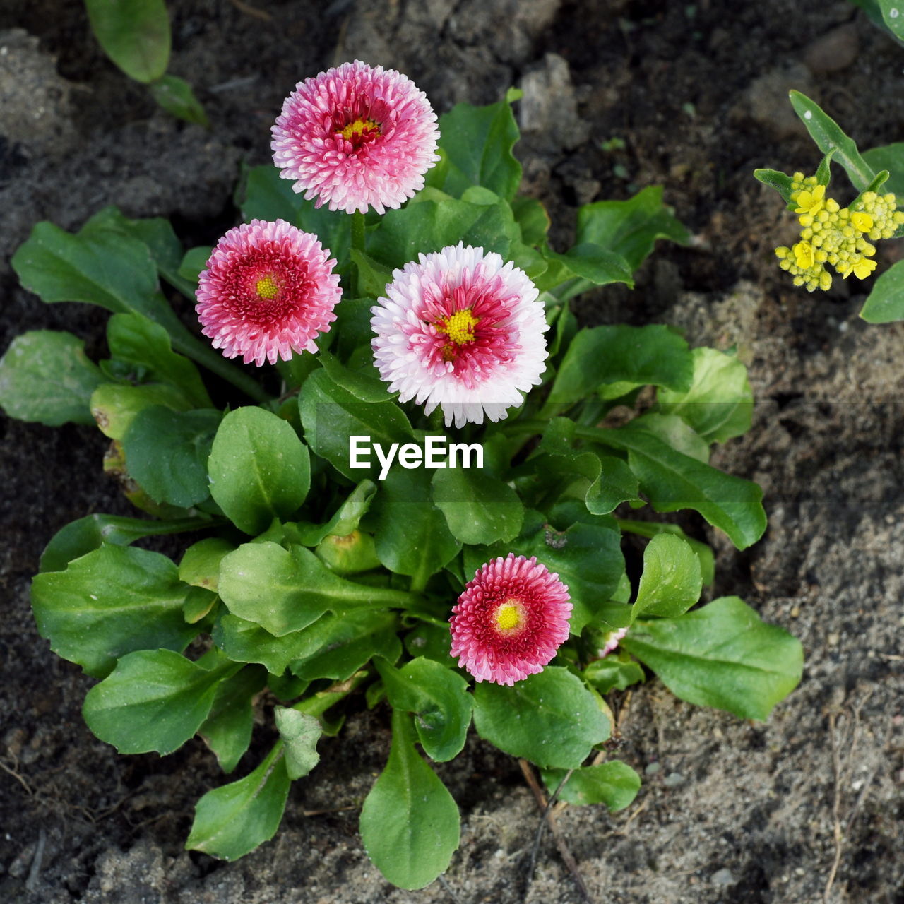 Close-up of flowers blooming outdoors