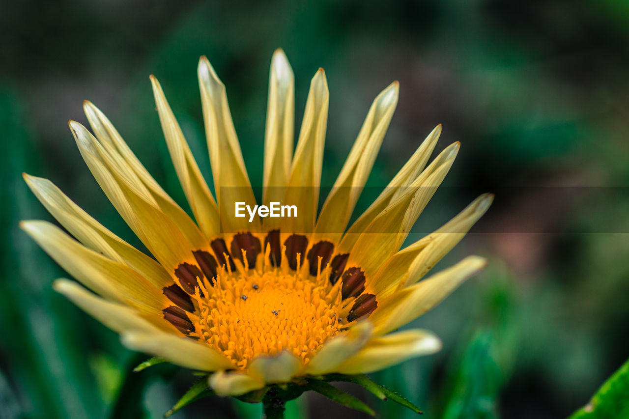 CLOSE-UP OF YELLOW FLOWERS BLOOMING