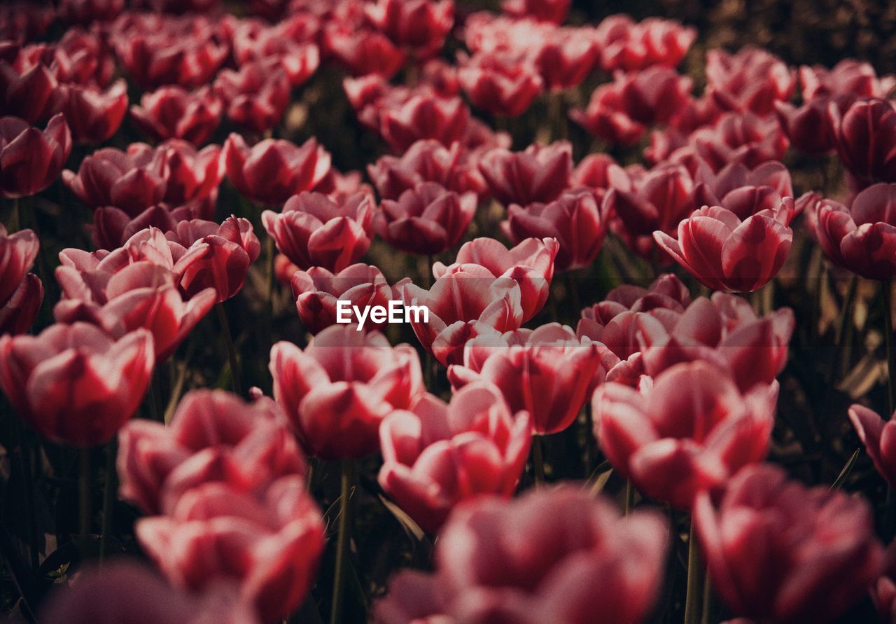 Full frame shot of red tulips