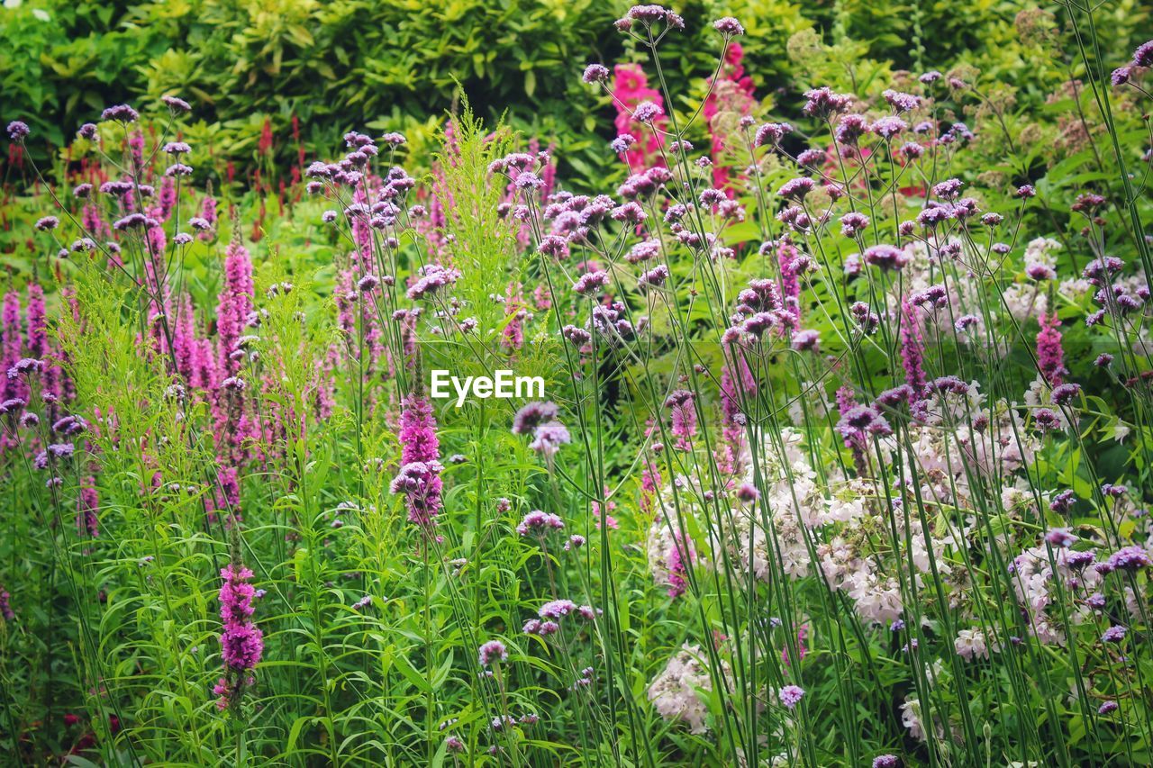 Close-up of pink flowering plants in garden