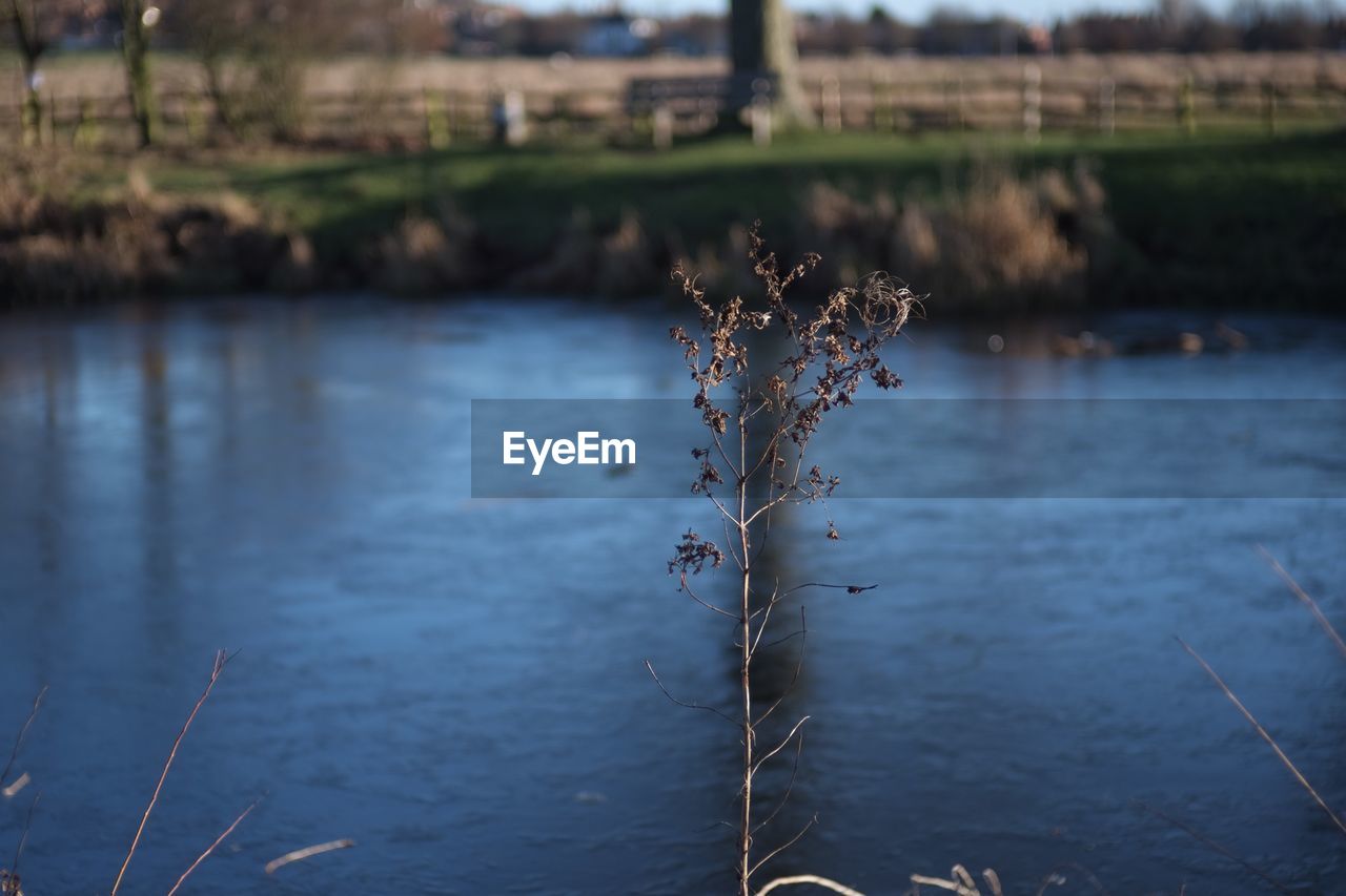 CLOSE-UP OF PLANTS IN LAKE