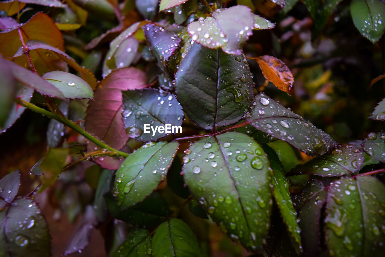 Close-up of wet plant leaves during rainy season