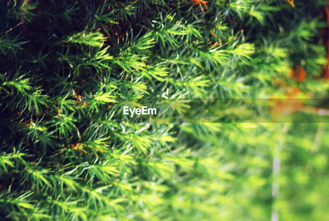 FULL FRAME SHOT OF FRESH GREEN LEAVES