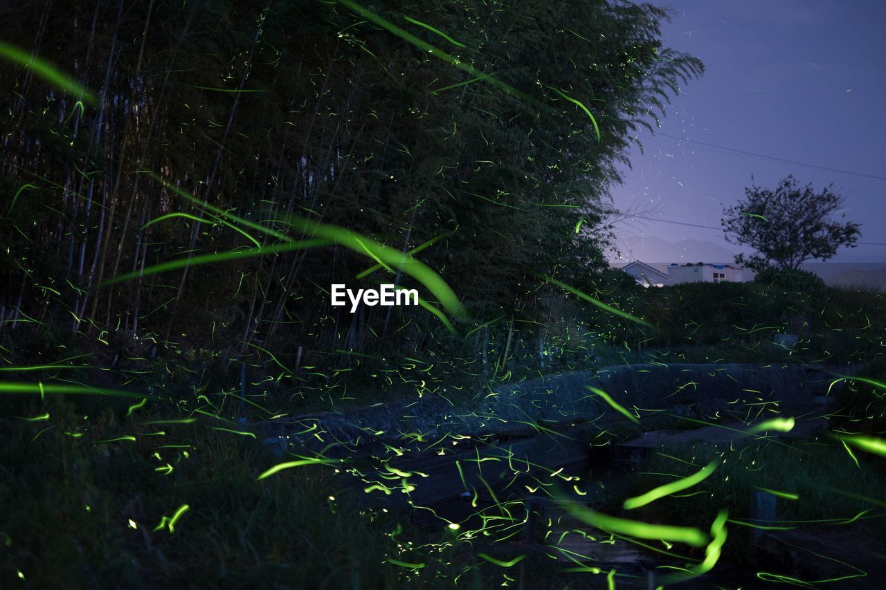 CLOSE-UP OF GREEN PLANTS ON TREE AT NIGHT