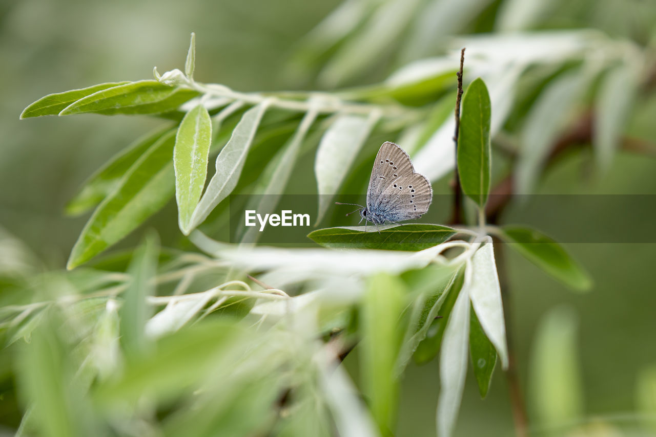 BUTTERFLY ON PLANT