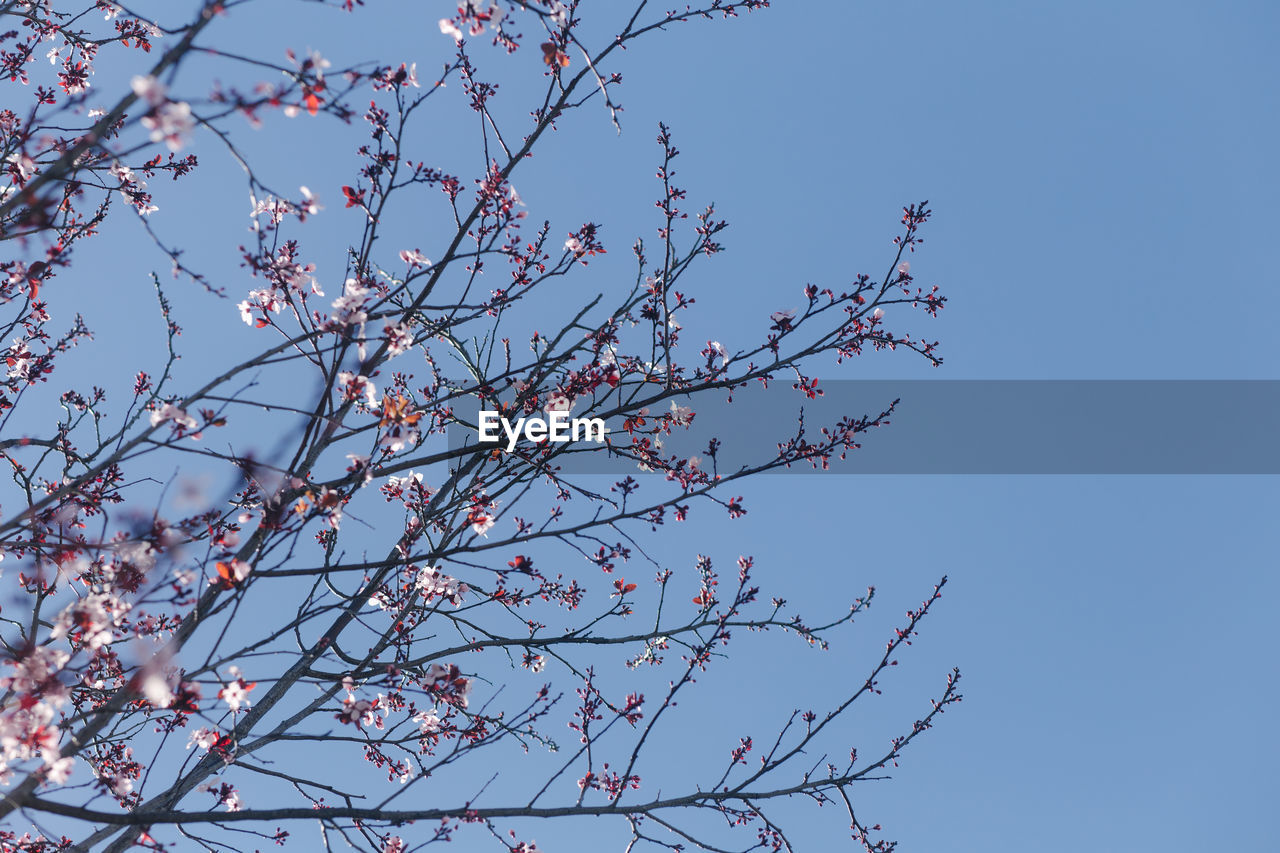 LOW ANGLE VIEW OF CHERRY BLOSSOMS AGAINST SKY