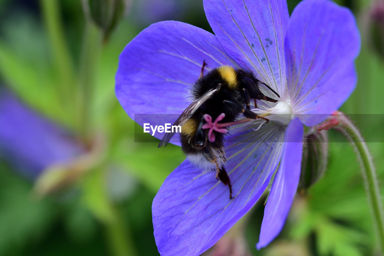 Close-up of bumblebee on a meadow geranium flower