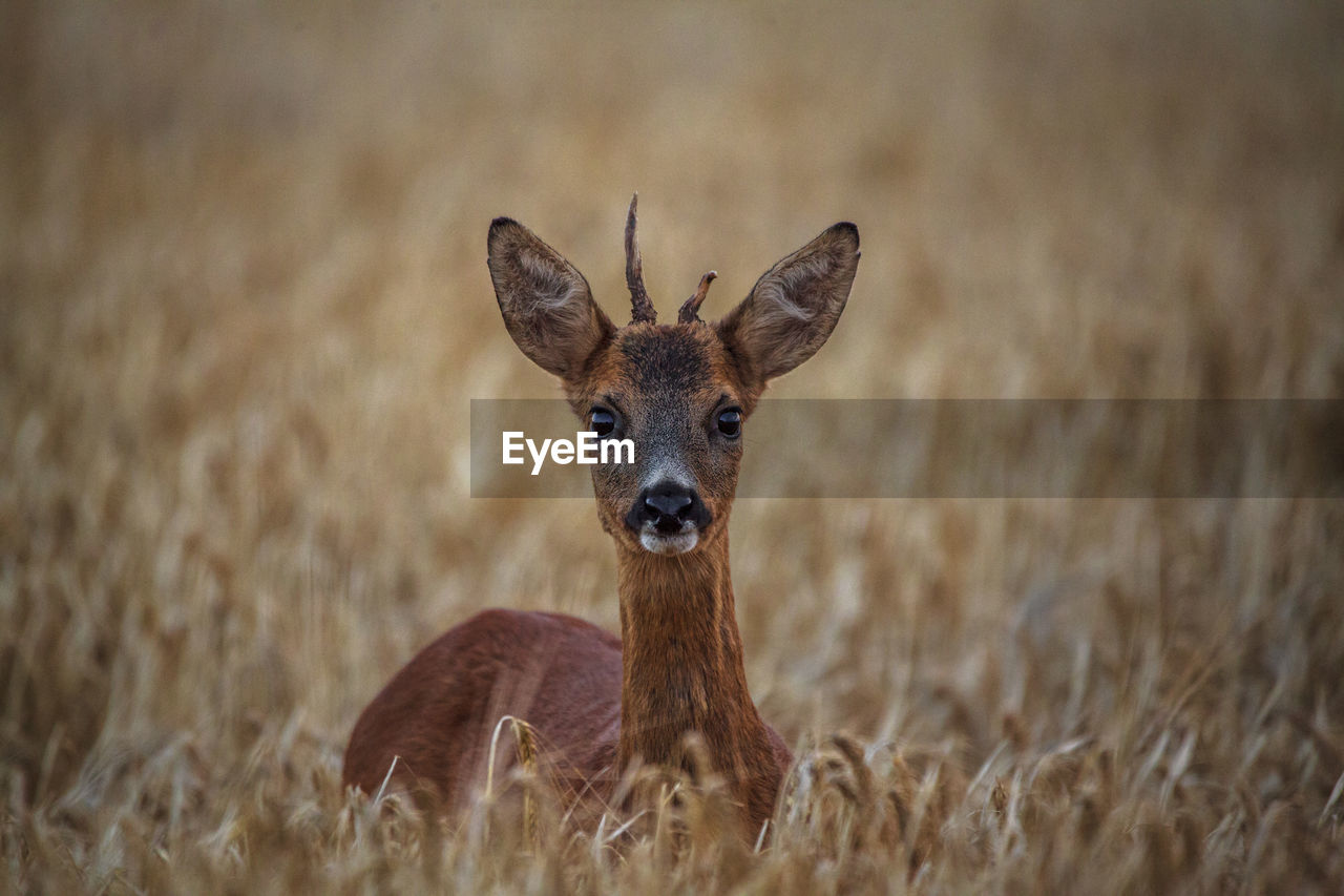 Portrait of a deer amid plants