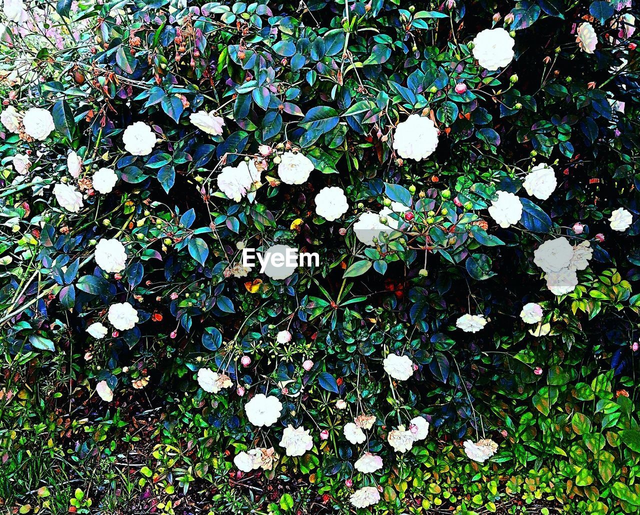 HIGH ANGLE VIEW OF WHITE FLOWERS GROWING OUTDOORS