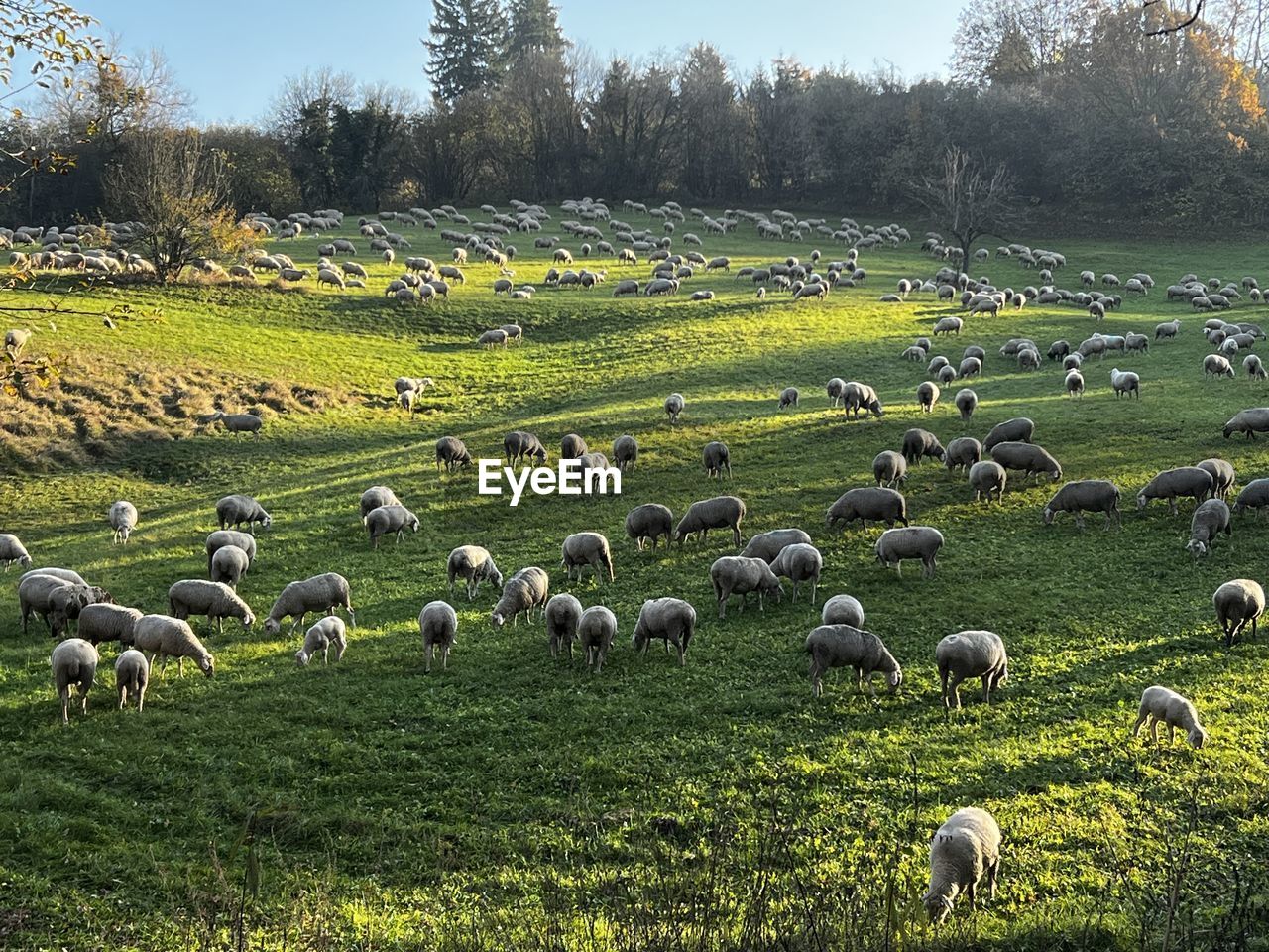 Flock of sheep grazing in field