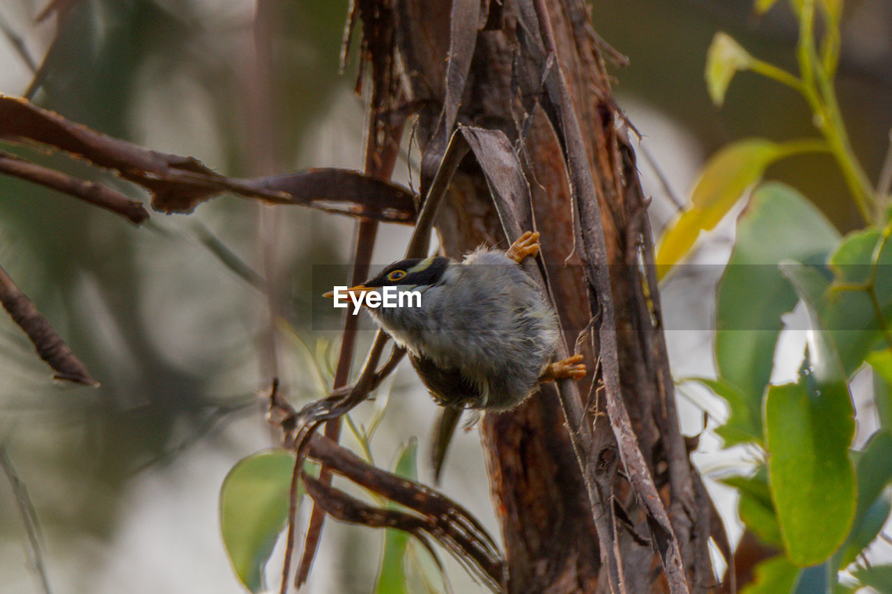 CLOSE-UP OF BIRD PERCHING ON A BRANCH