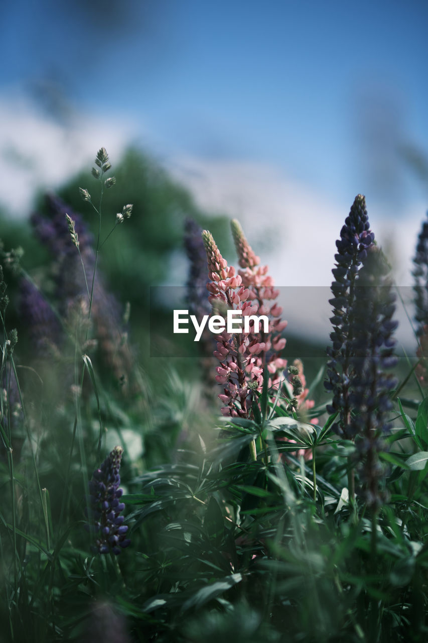 CLOSE-UP OF PURPLE FLOWERS ON FIELD