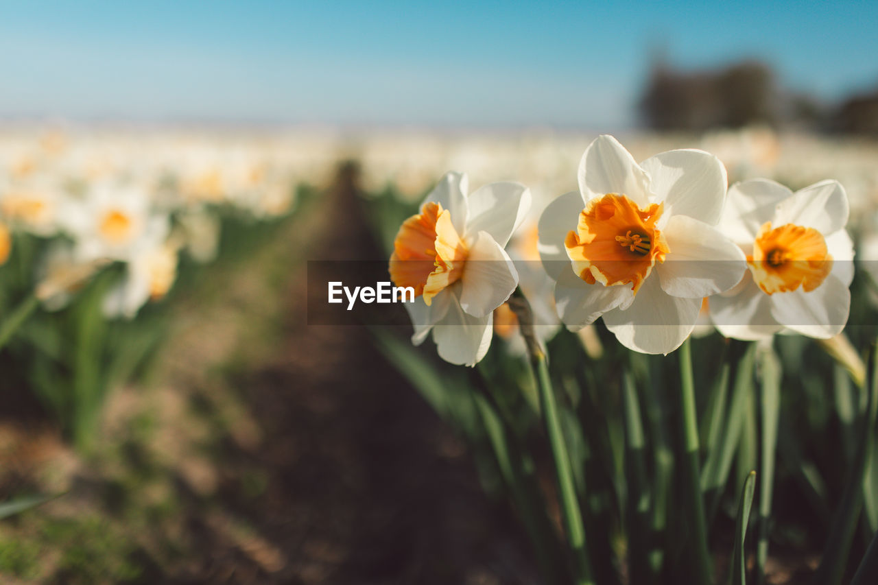 flower, plant, flowering plant, beauty in nature, nature, freshness, sky, close-up, landscape, yellow, land, flower head, summer, sunlight, focus on foreground, no people, petal, fragility, environment, outdoors, field, growth, grass, inflorescence, springtime, rural scene, blossom, botany, blue, sunny, day, selective focus, macro photography, travel, tranquility, multi colored, leaf, non-urban scene, meadow, travel destinations, scenics - nature, plant part, plain, clear sky, wildflower, water, narcissus, sunset, copy space, white, idyllic, tourism