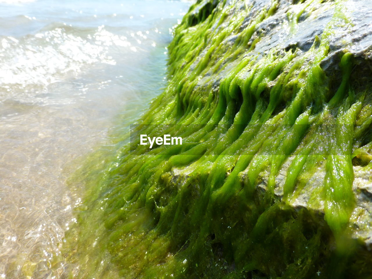 DETAIL SHOT OF FOOD ON SHORE