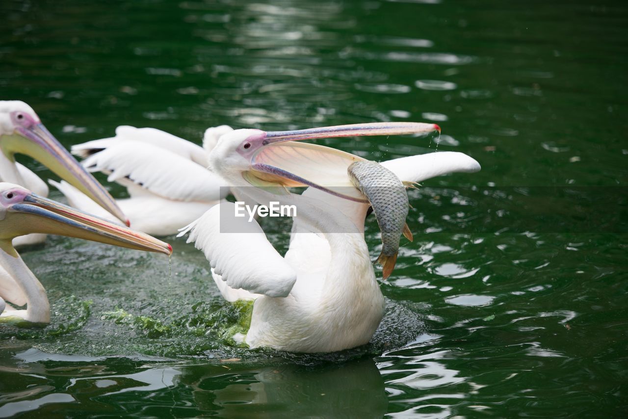 SWANS SWIMMING ON LAKE