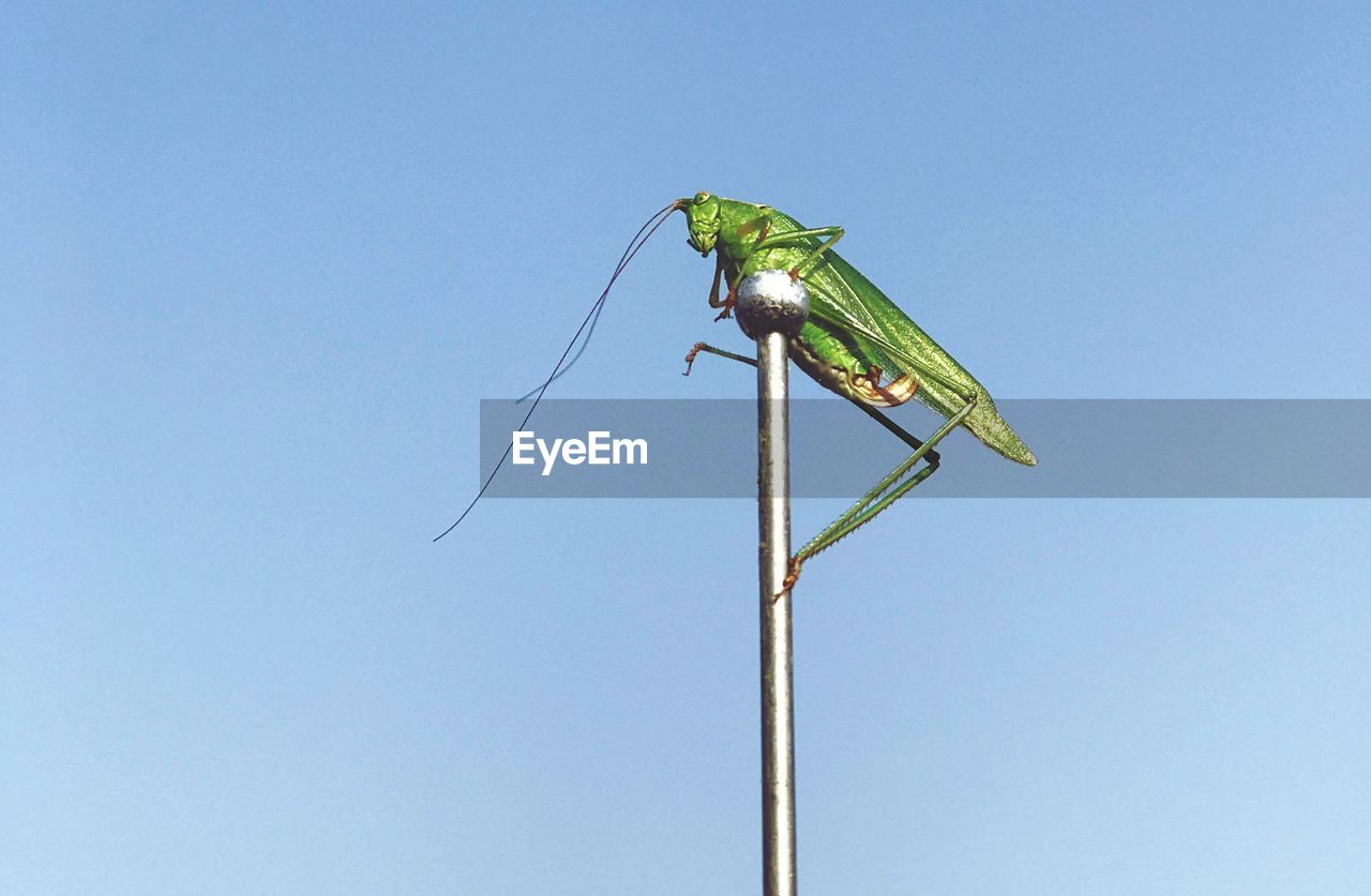 LOW ANGLE VIEW OF INSECT ON POLE AGAINST CLEAR SKY