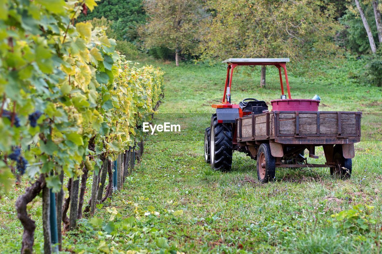 Tractor with trailer in vineyard during autumn harvest