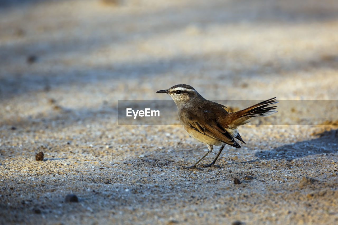 close-up of bird perching on street