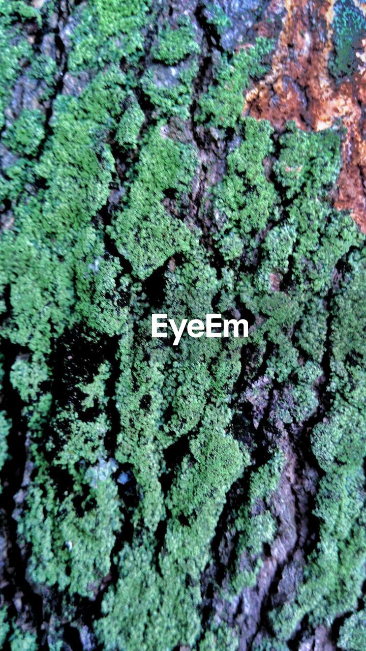 CLOSE-UP OF LICHEN GROWING ON TREE