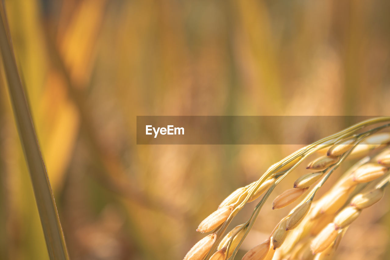 CLOSE-UP OF WHEAT GROWING ON FIELD
