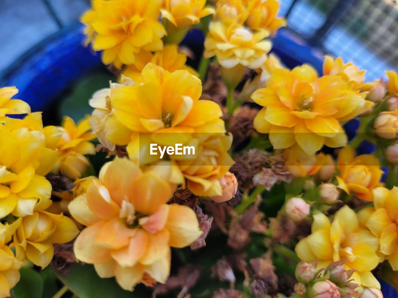 flowering plant, flower, plant, freshness, beauty in nature, yellow, fragility, close-up, nature, flower head, petal, inflorescence, no people, growth, multi colored, lantana camara, focus on foreground, outdoors, flower arrangement, bunch of flowers, day