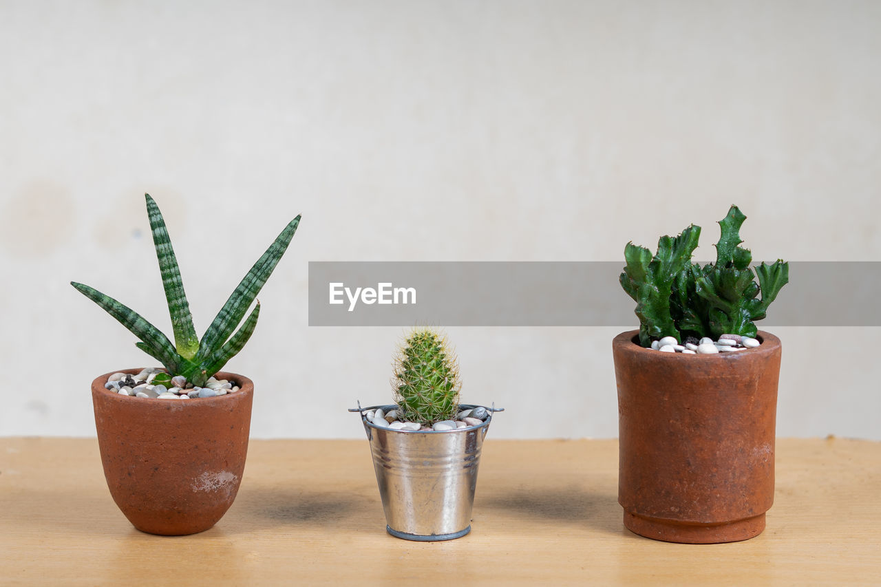 CLOSE-UP OF POTTED PLANTS ON TABLE