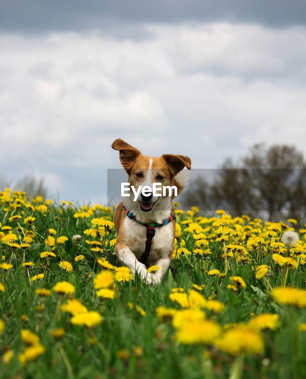 Portrait of dog on field against sky