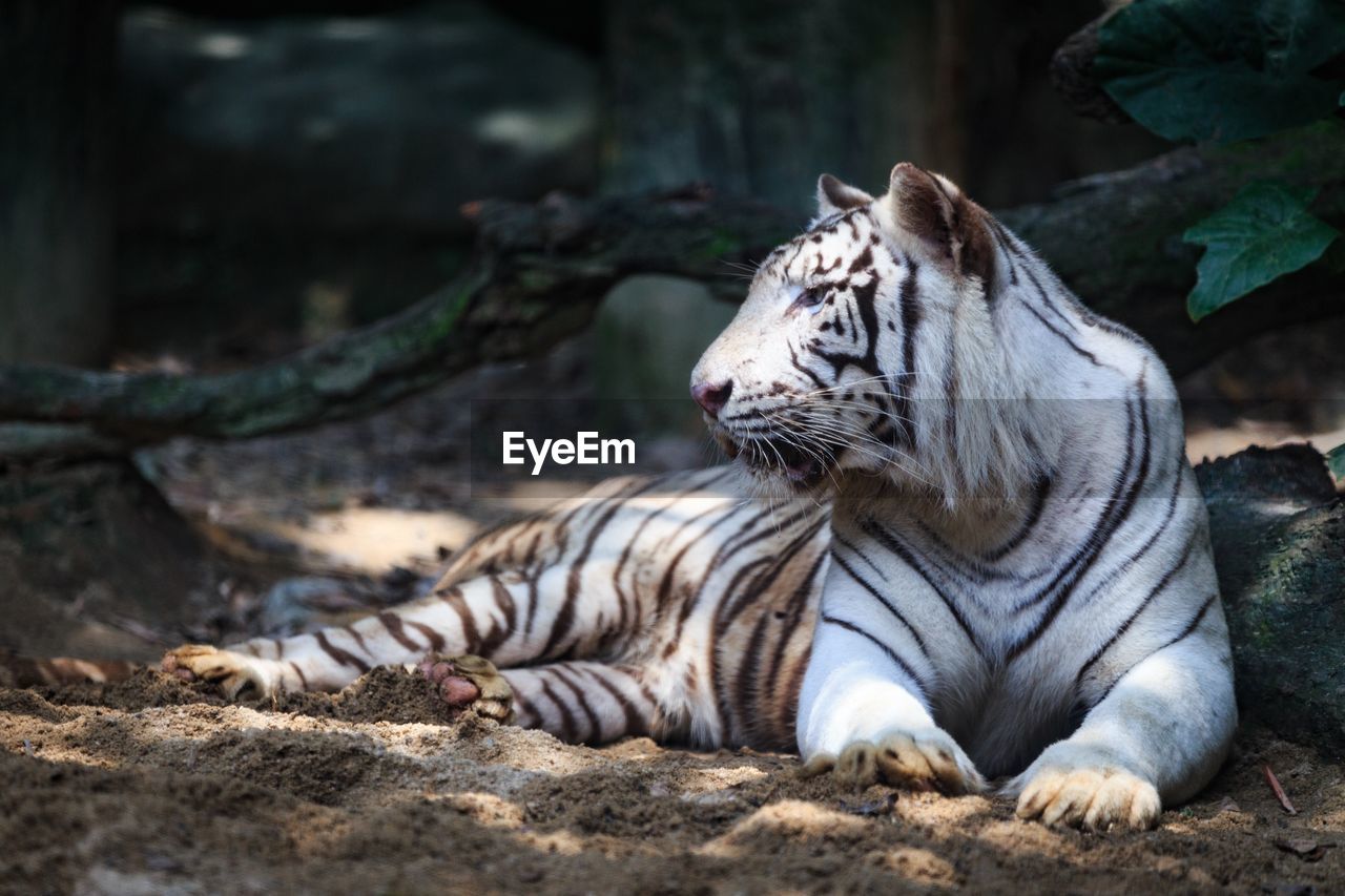 Cat resting in a zoo