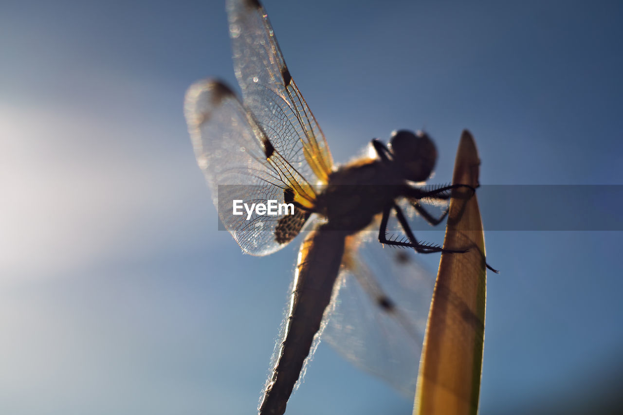 Low angle view of insect against sky