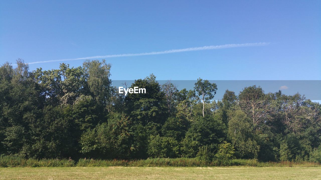 Trees in forest against sky