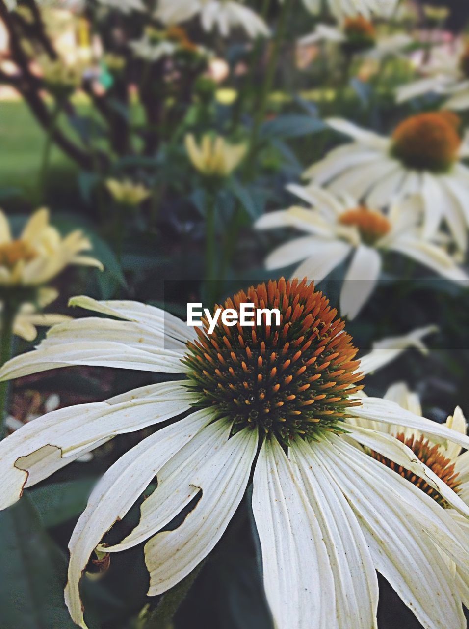 Close-up of coneflowers blooming outdoors