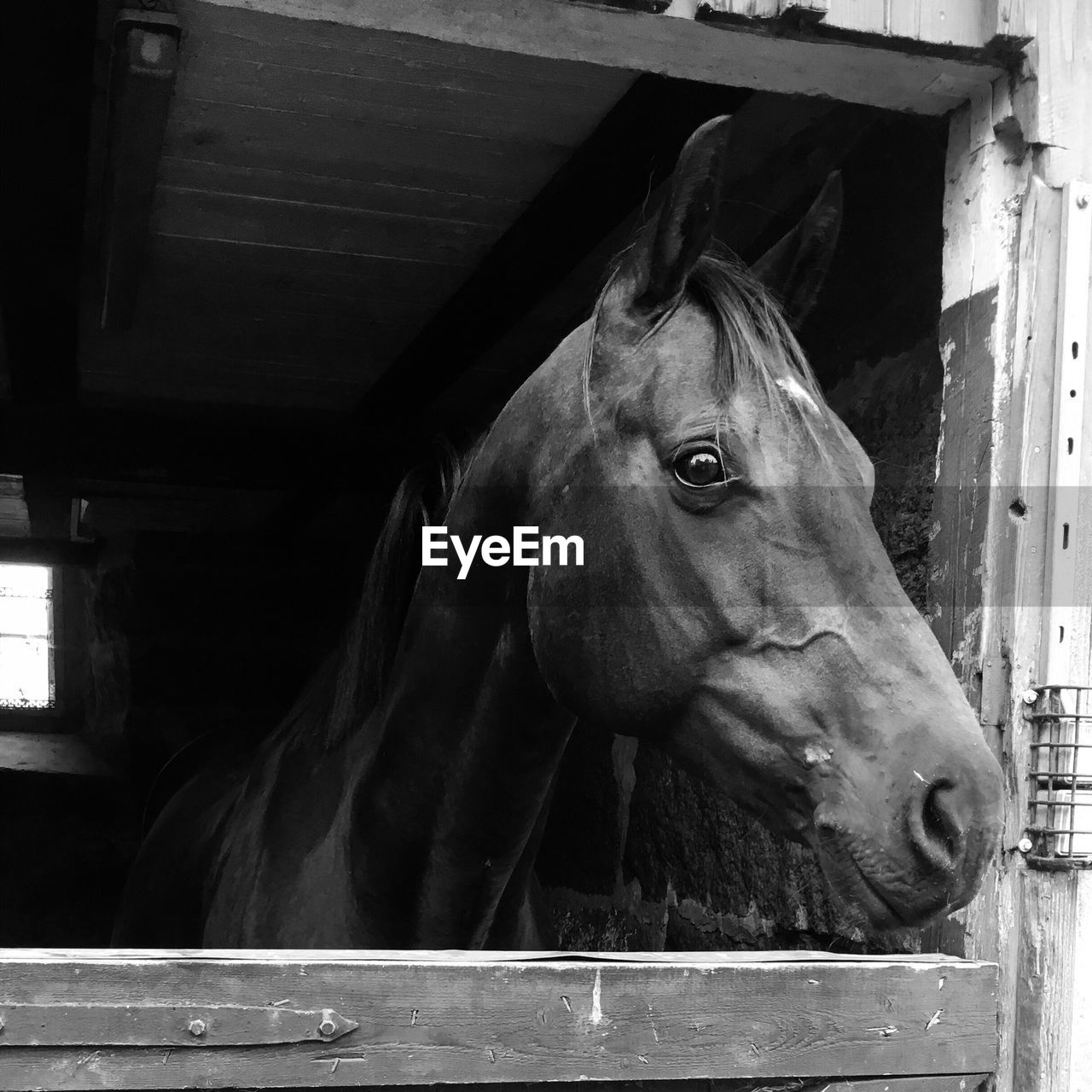 CLOSE-UP OF HORSE IN PEN