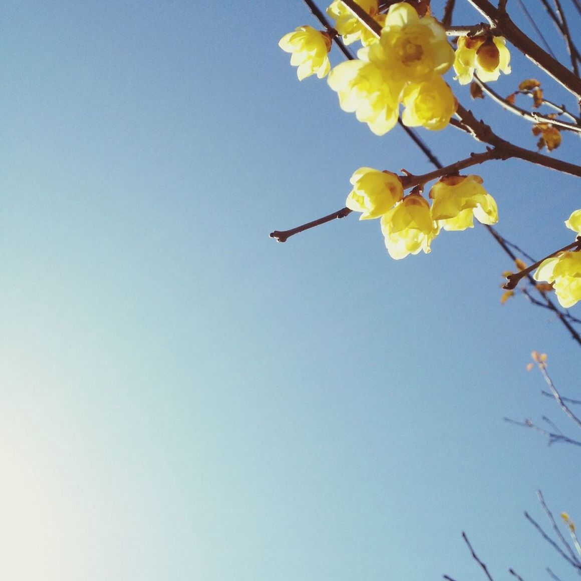 Low angle view of yellow flowers against blue sky