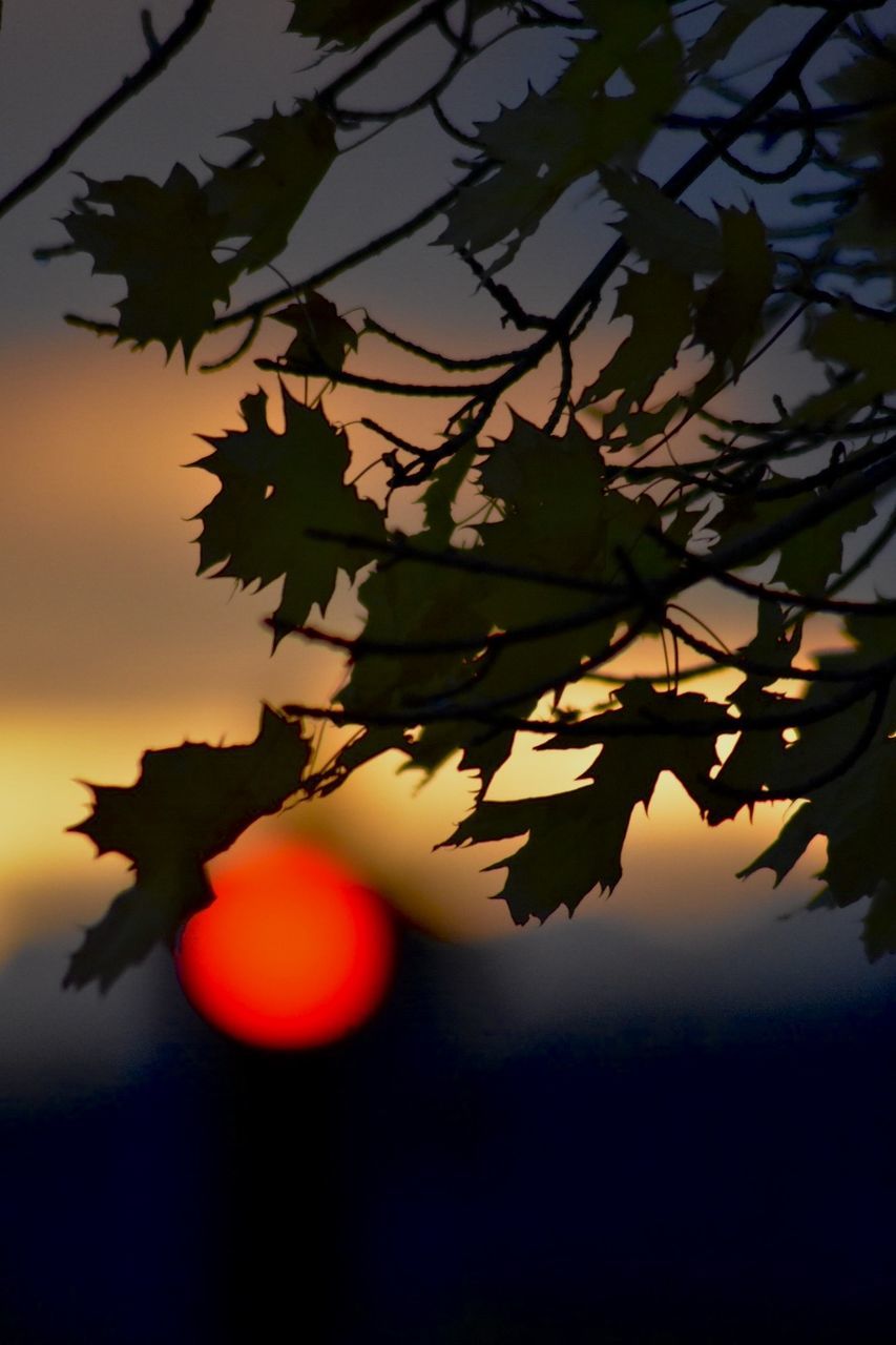 CLOSE-UP OF SILHOUETTE TREE AGAINST ORANGE SKY