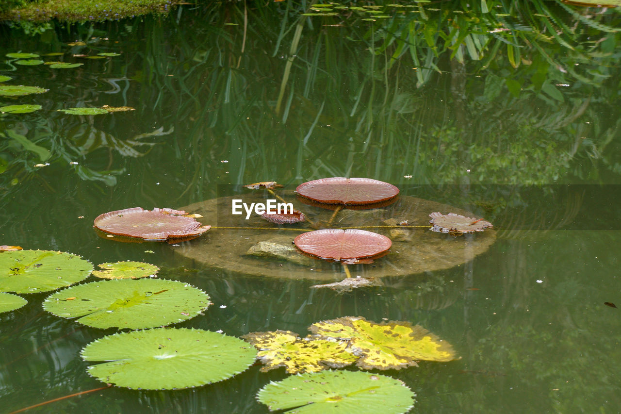 VIEW OF LOTUS WATER LILY IN POND