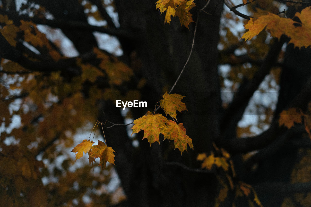Close-up of tree with autumn coloured leaves